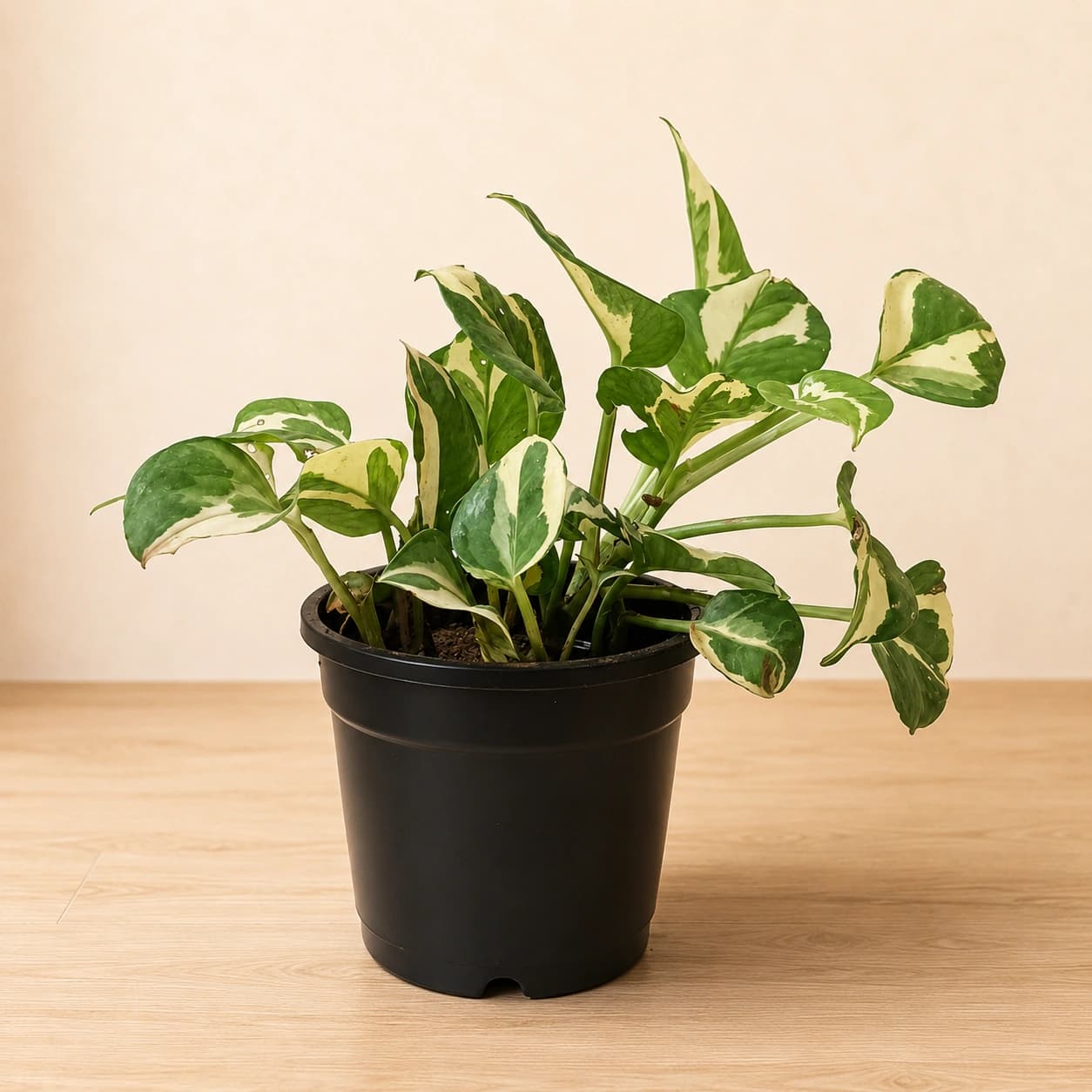 Variegated Money Plant in Nursery Pot