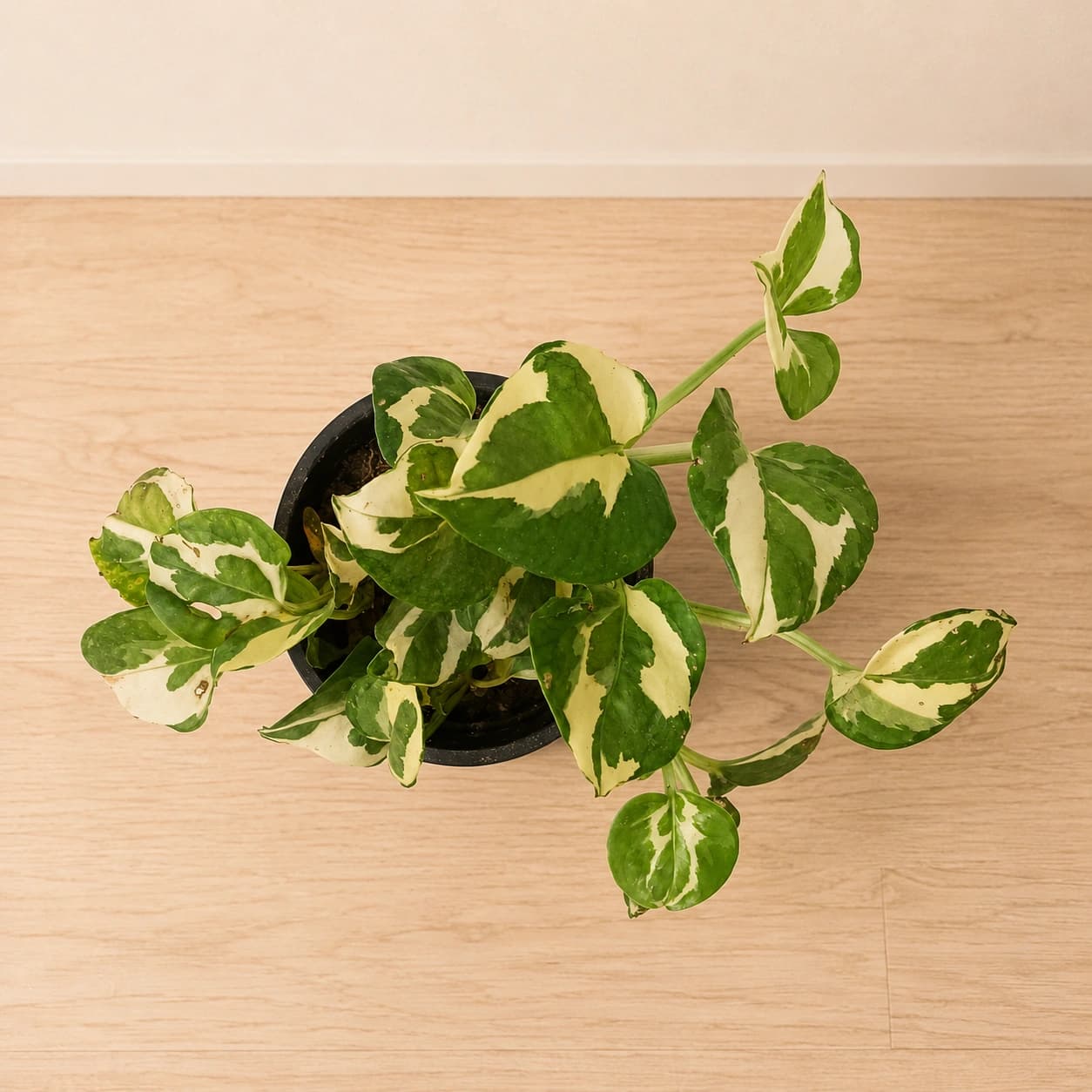 Variegated Money Plant in Nursery Pot