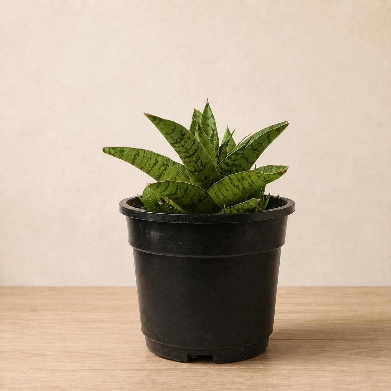 Bird’s Nest Snake Plant in Nursery Pot