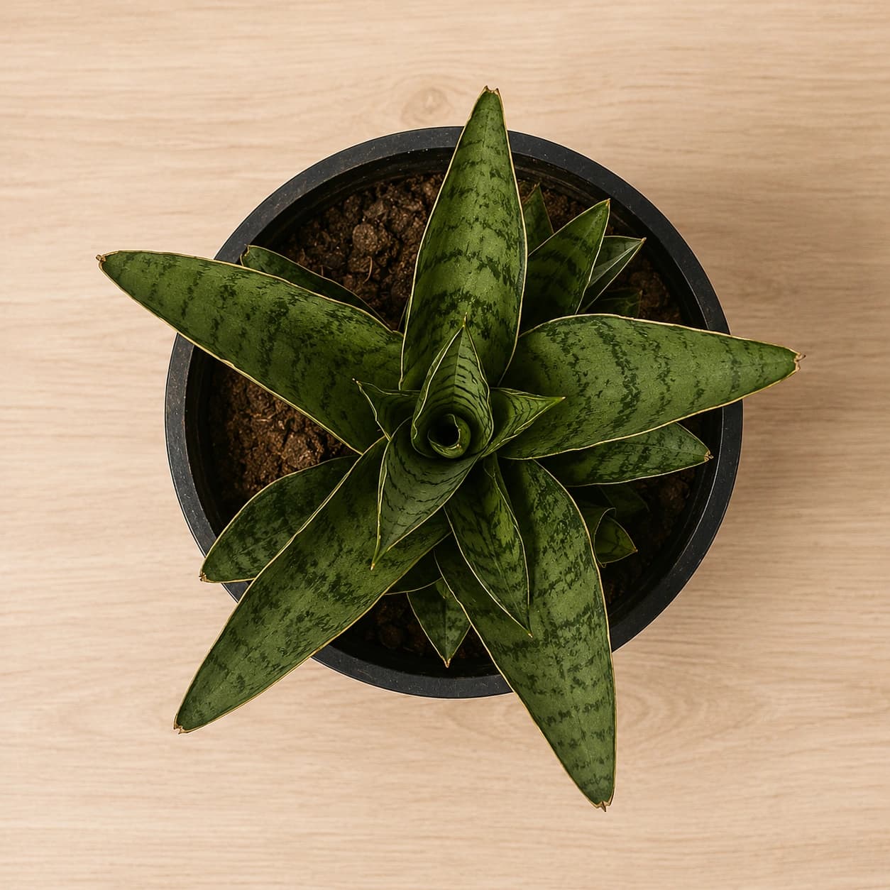 Bird’s Nest Snake Plant in Nursery Pot
