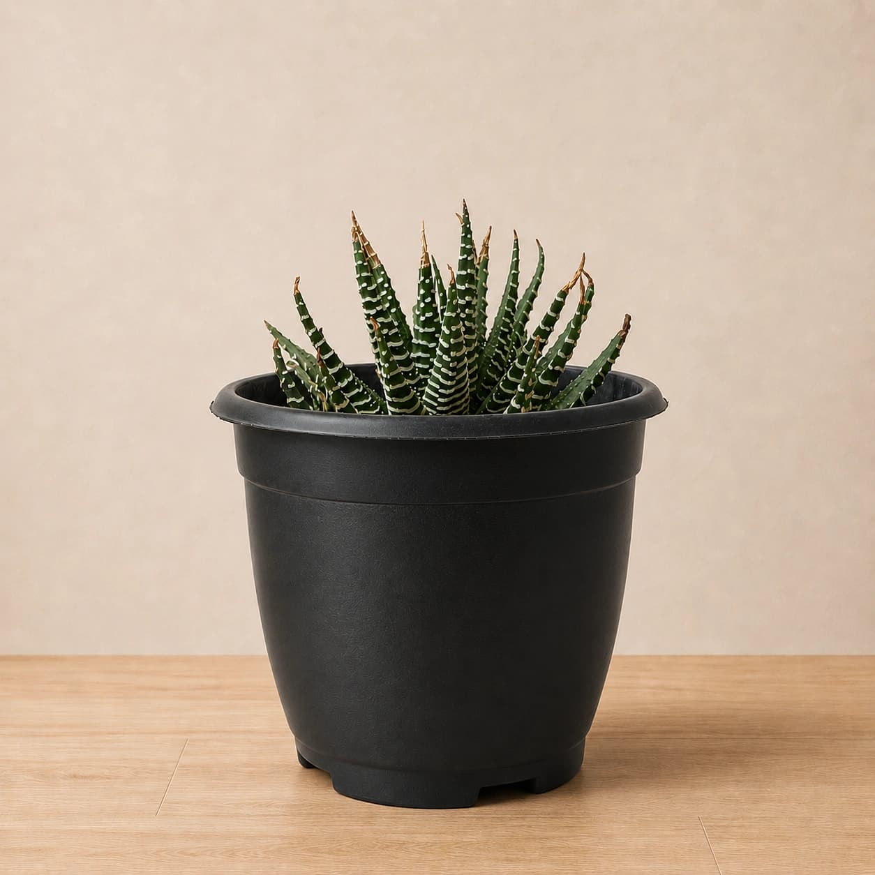 Zebra Haworthia Succulent in Nursery Pot