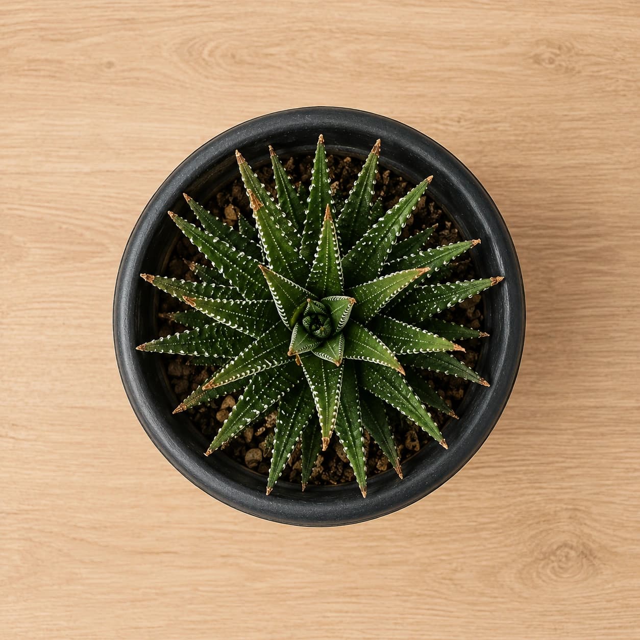 Zebra Haworthia Succulent in Nursery Pot