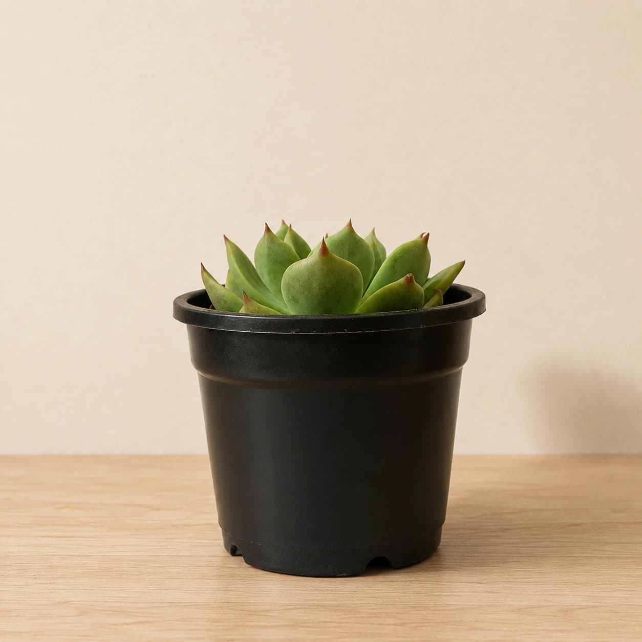 Echeveria Succulent Plant in Nursery Pot