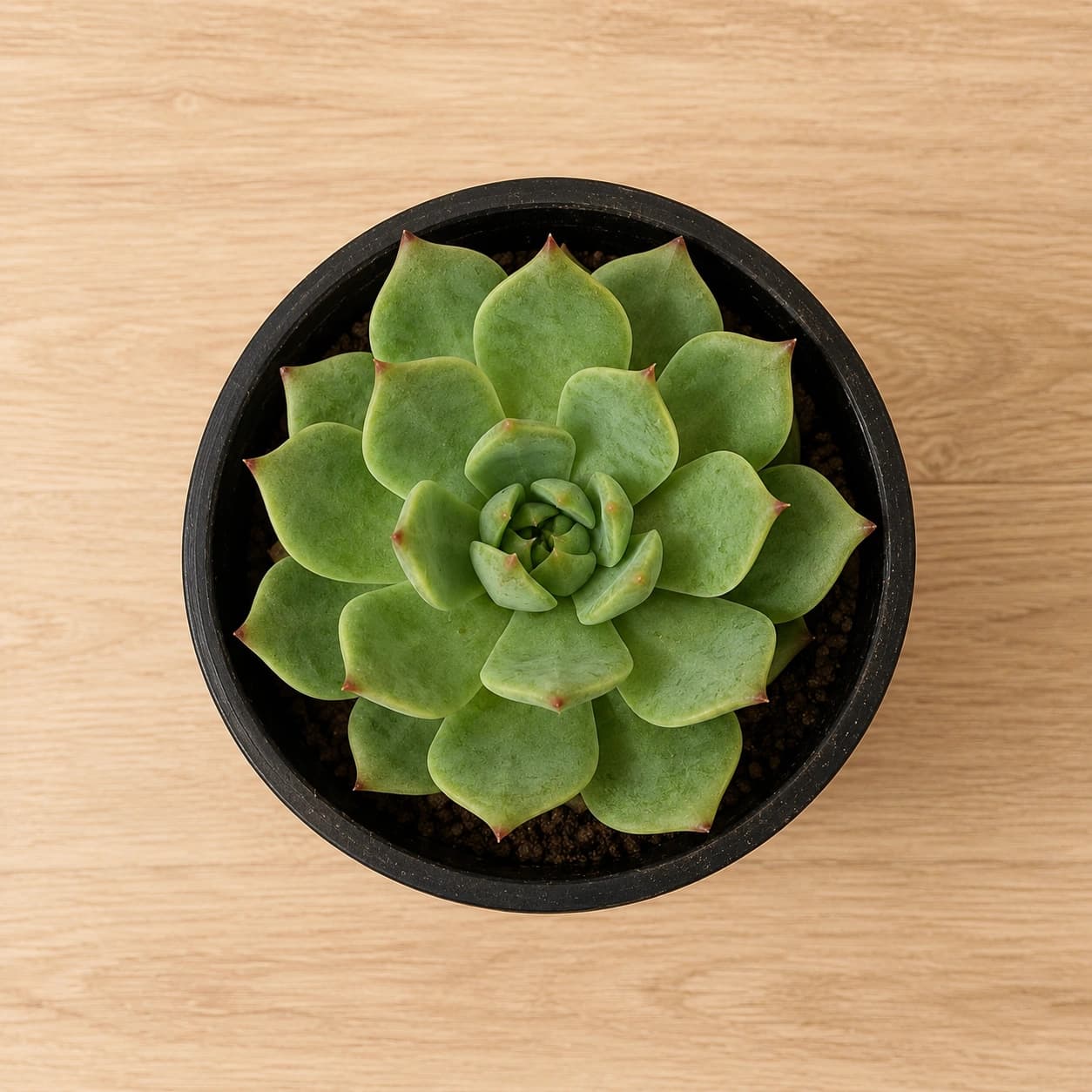 Echeveria Succulent Plant in Nursery Pot