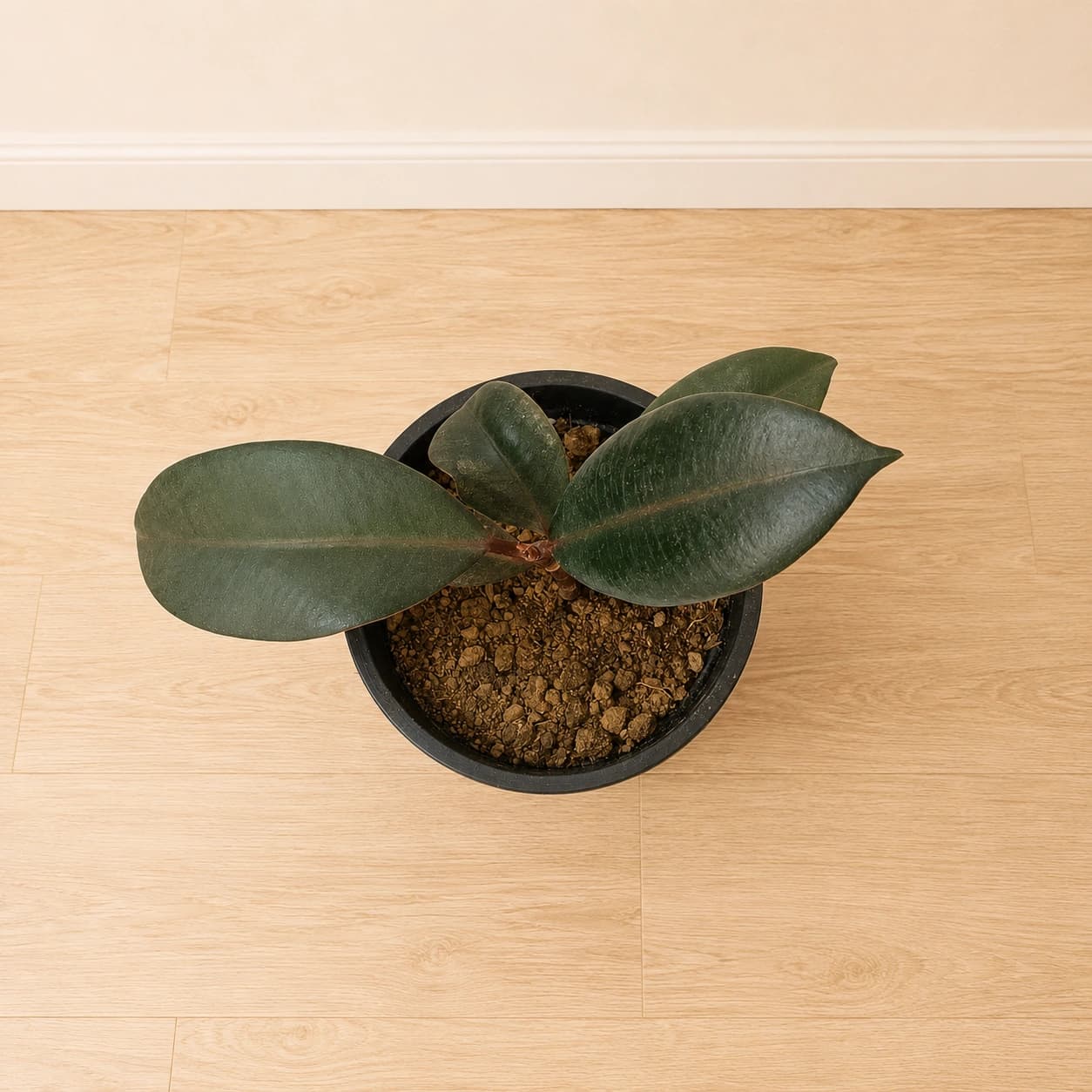 Rubber Plant in Nursery Pot