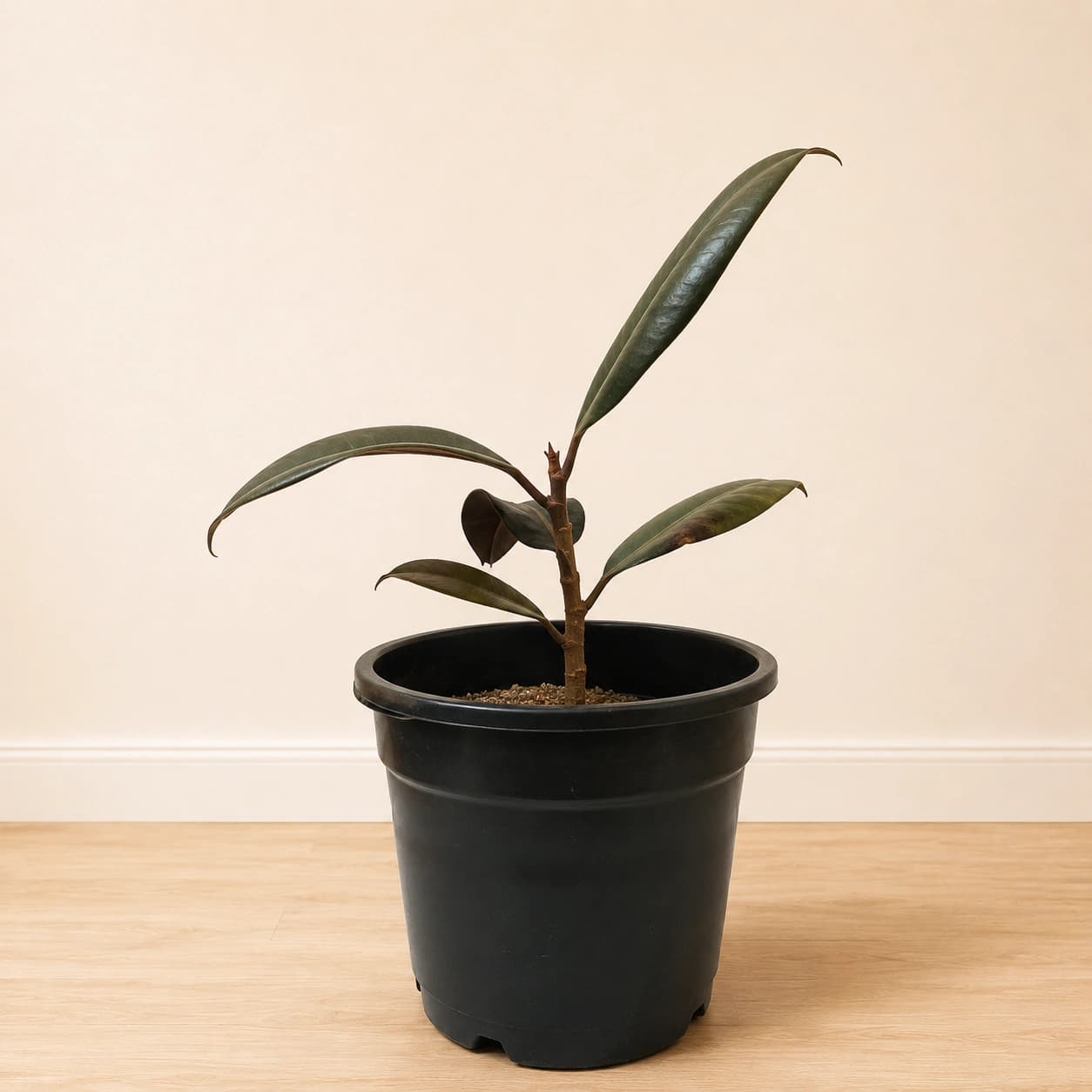Rubber Plant in Nursery Pot