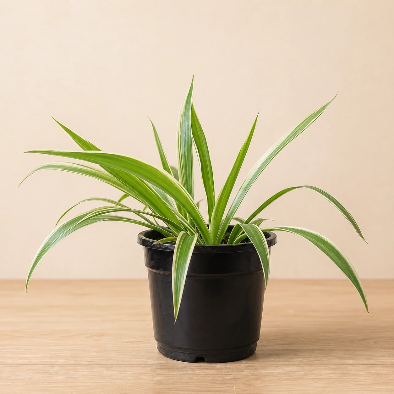 Spider Plant in Nursery Pot