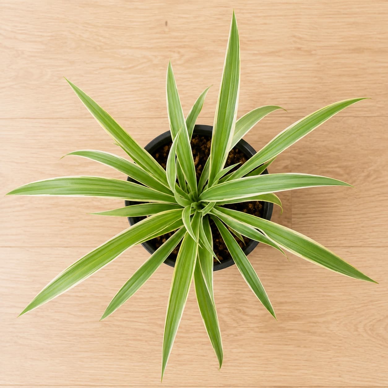 Spider Plant in Nursery Pot