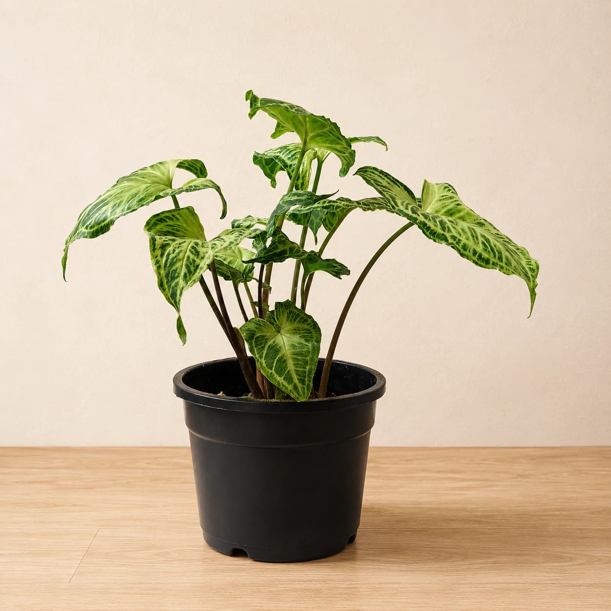 Syngonium Plant in Nursery Pot