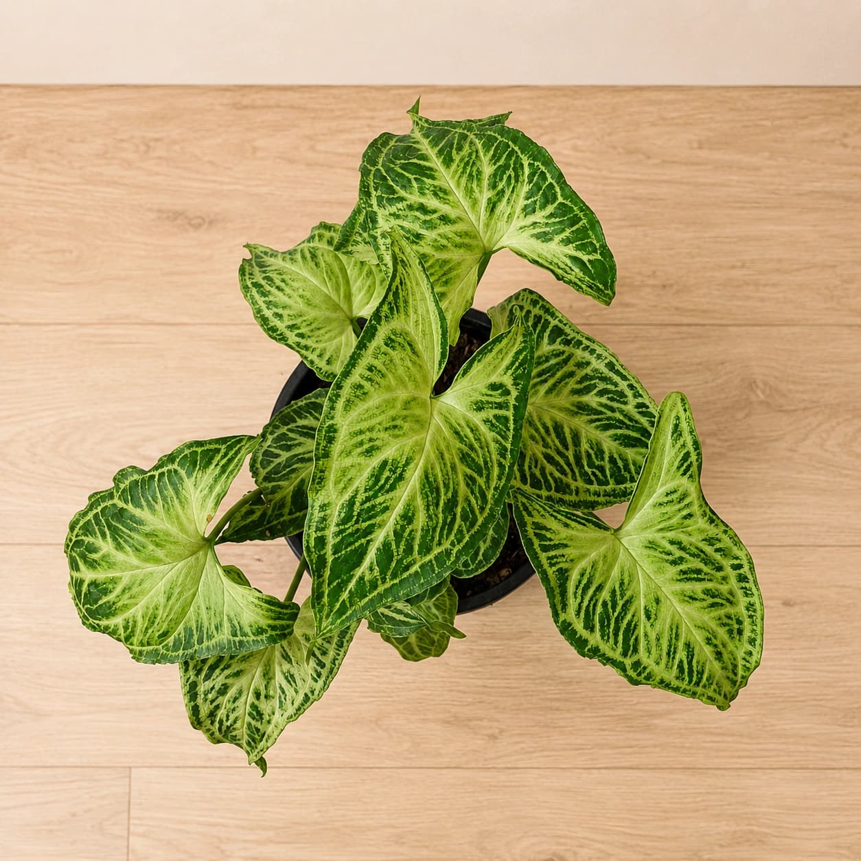 Syngonium Plant in Nursery Pot