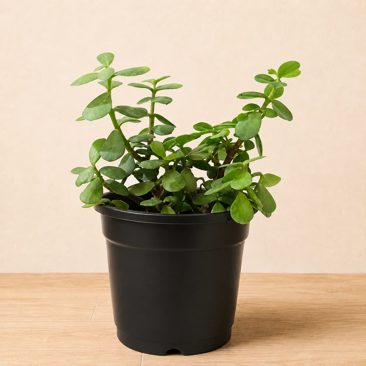 Jade Plant in Nursery Pot