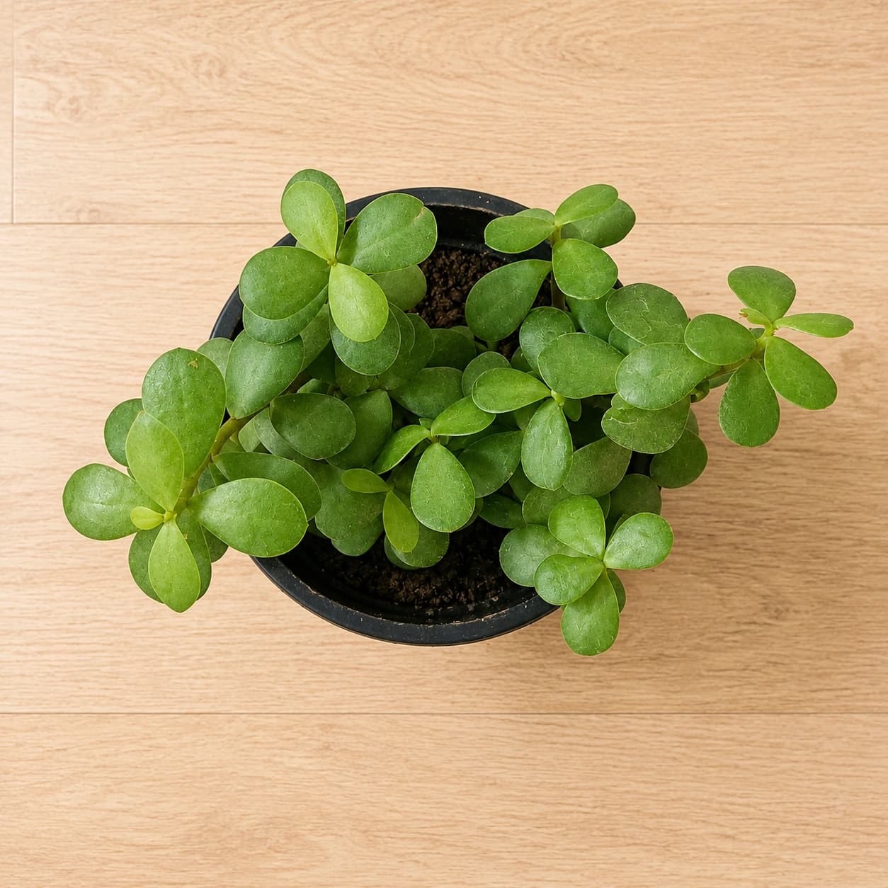 Jade Plant in Nursery Pot