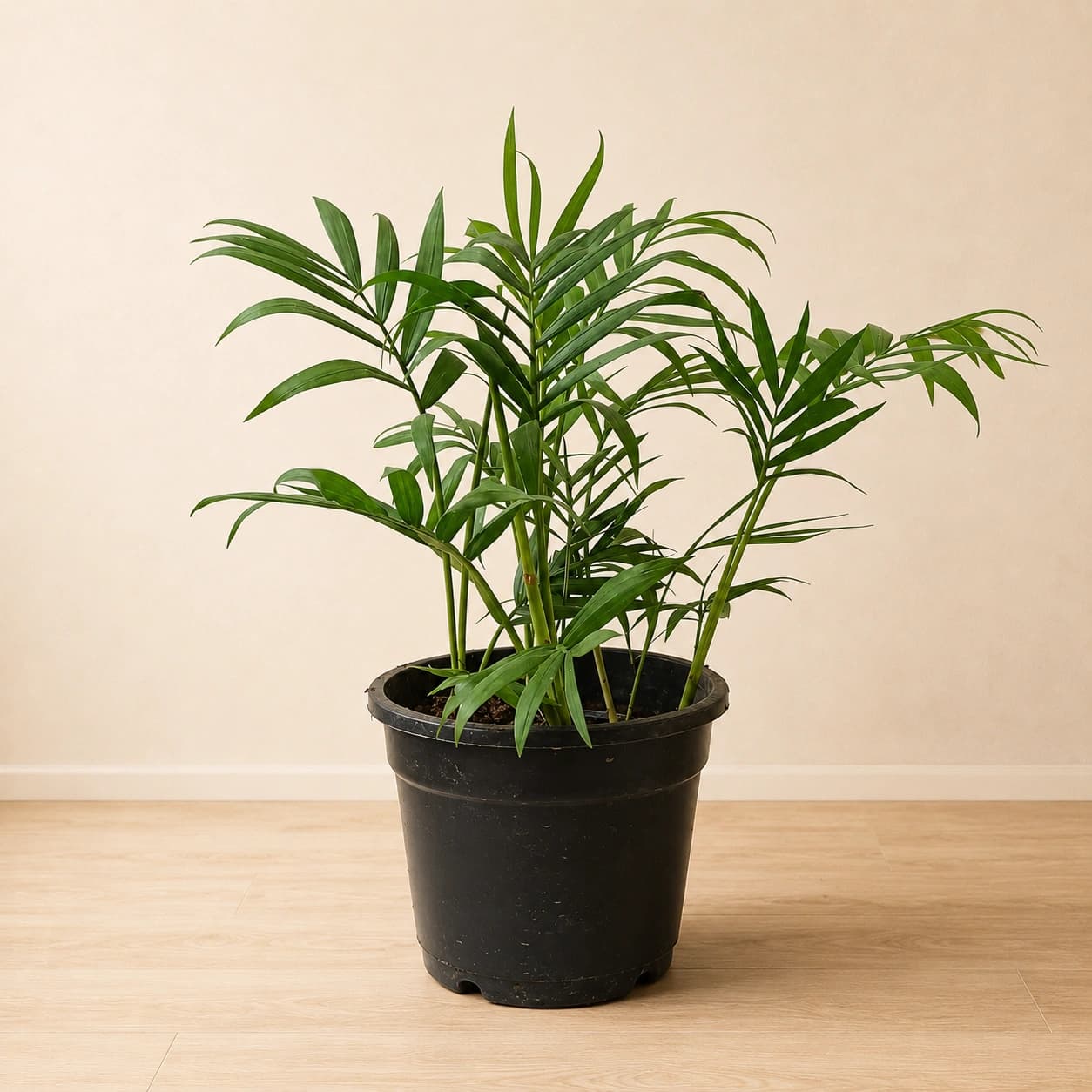 Table Palm in Nursery Pot