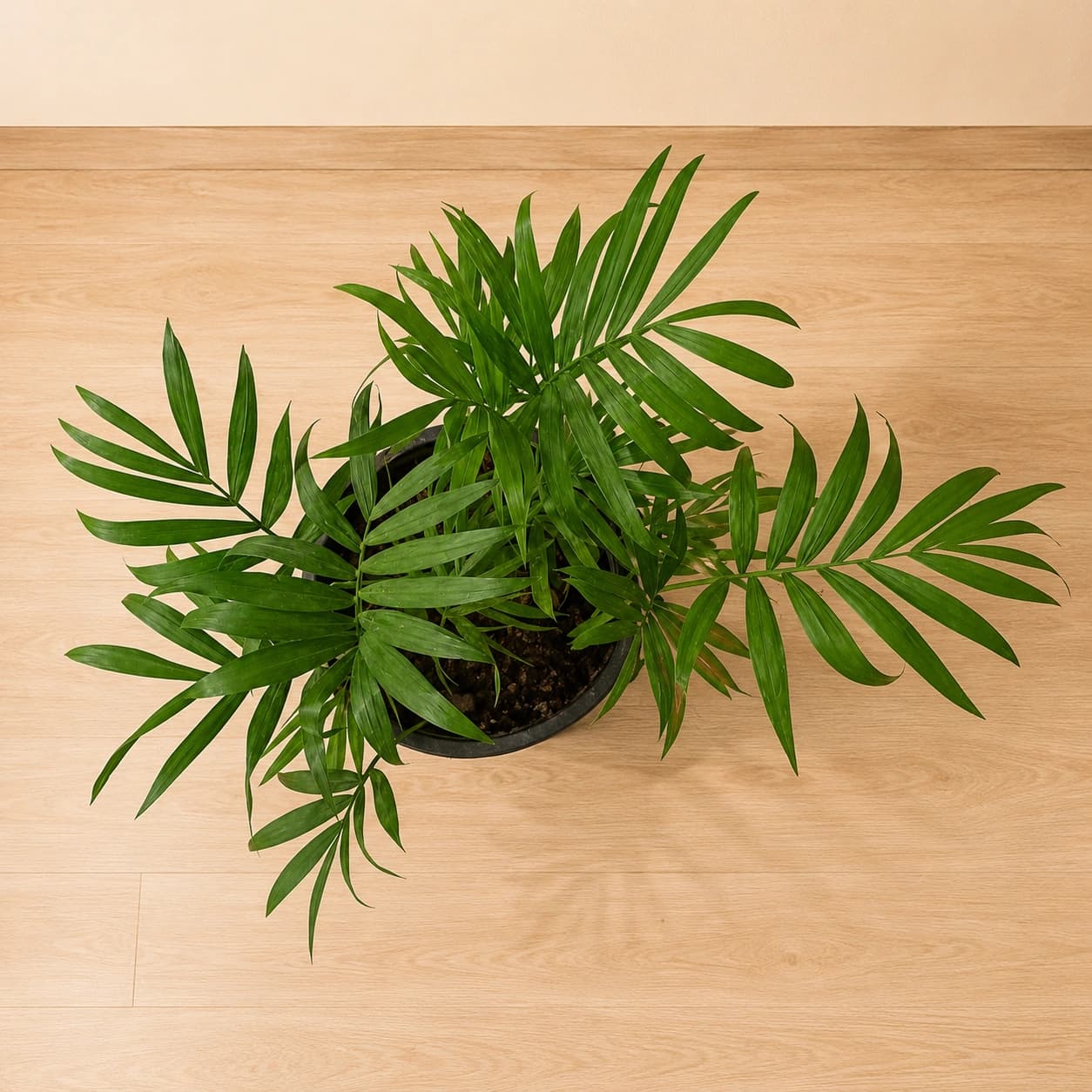Table Palm in Nursery Pot