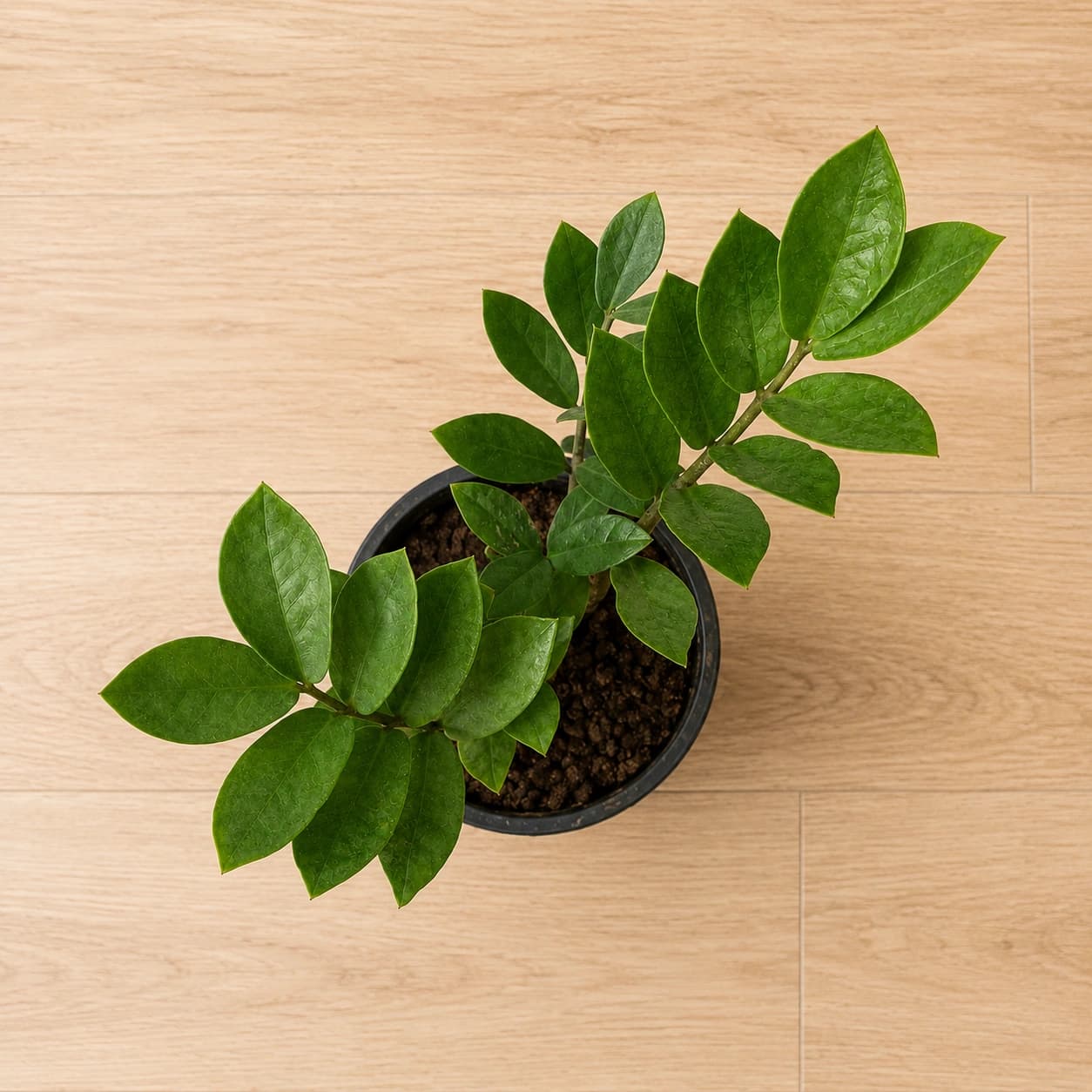 ZZ Plant in Nursery Pot