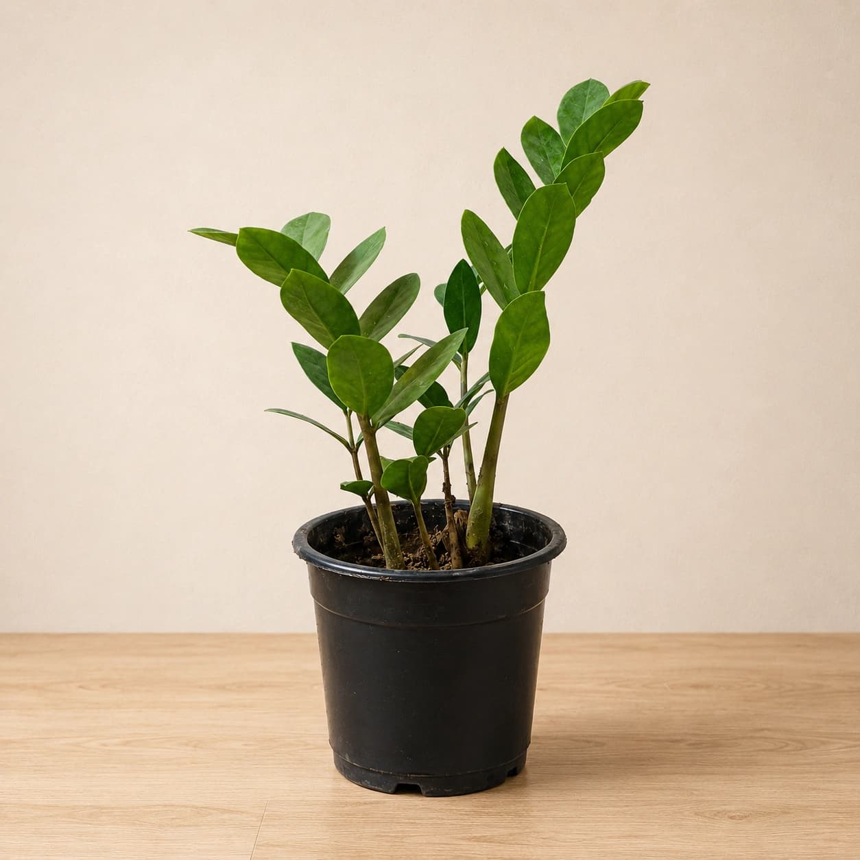 ZZ Plant in Nursery Pot