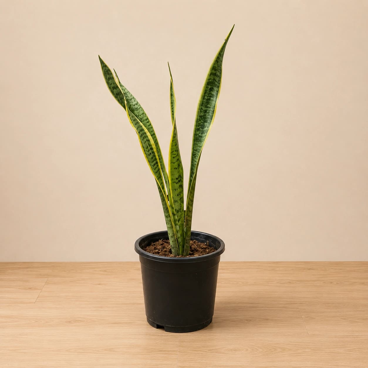 Snake Plant in Nursery Pot