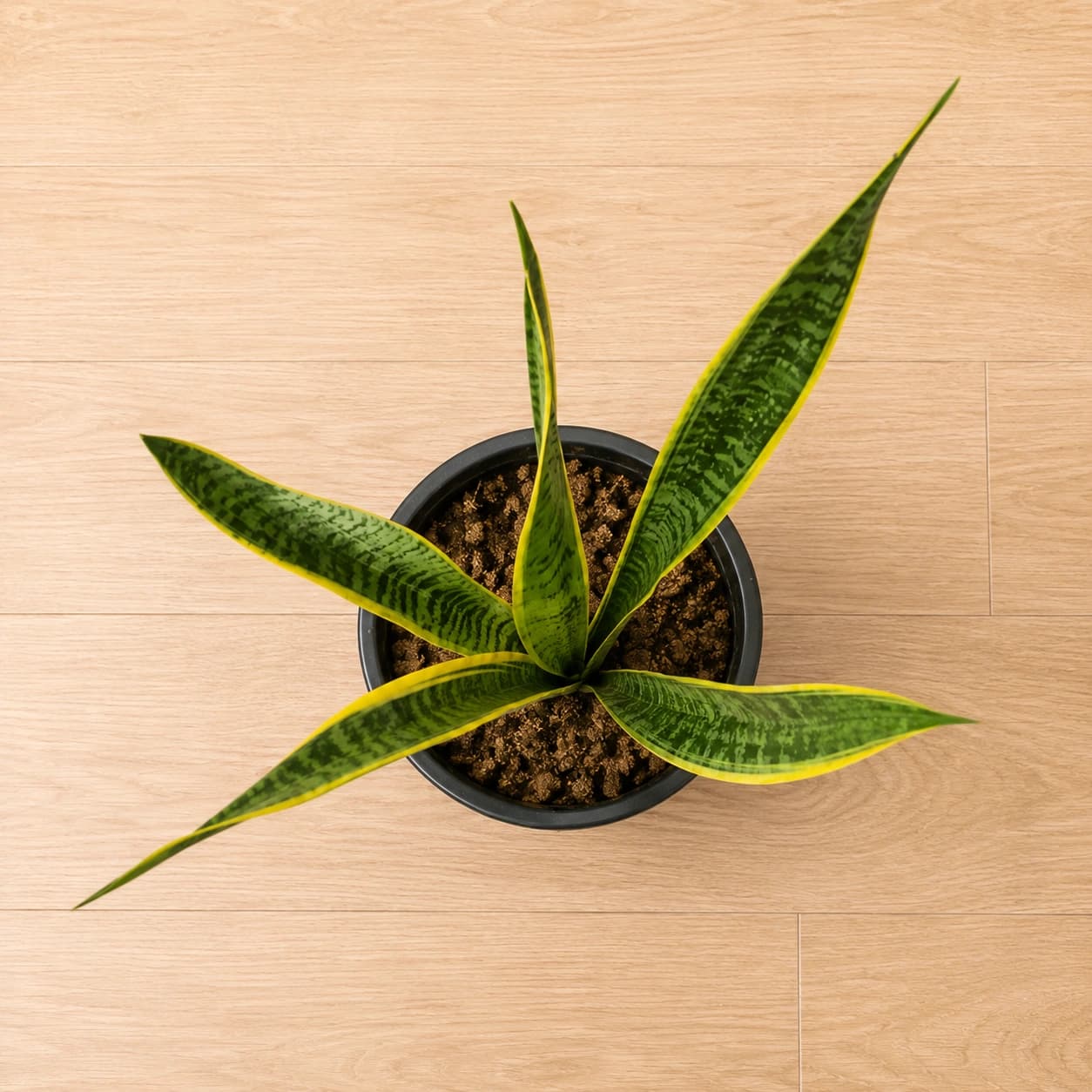 Snake Plant in Nursery Pot
