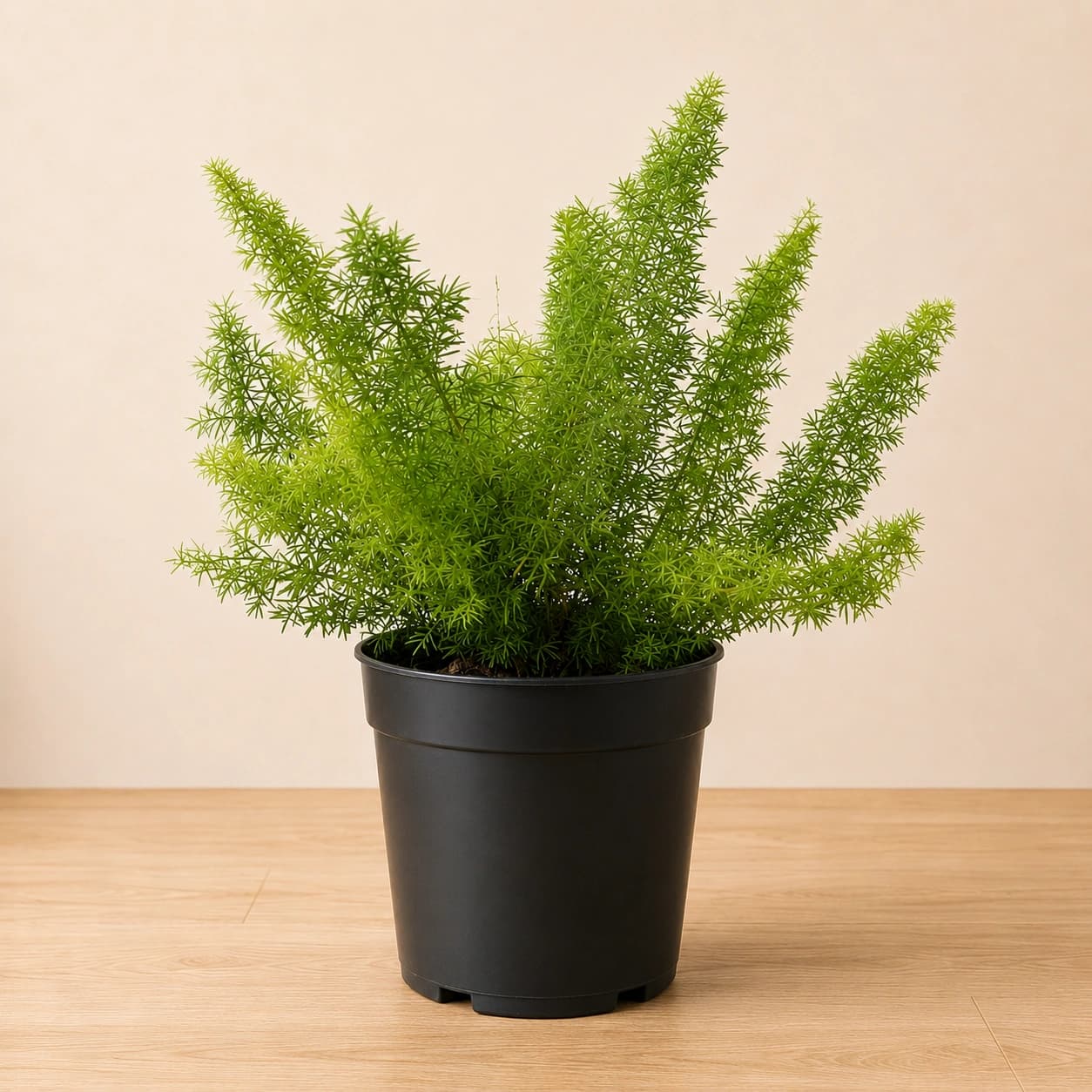 Asparagus Fern in Nursery Pot
