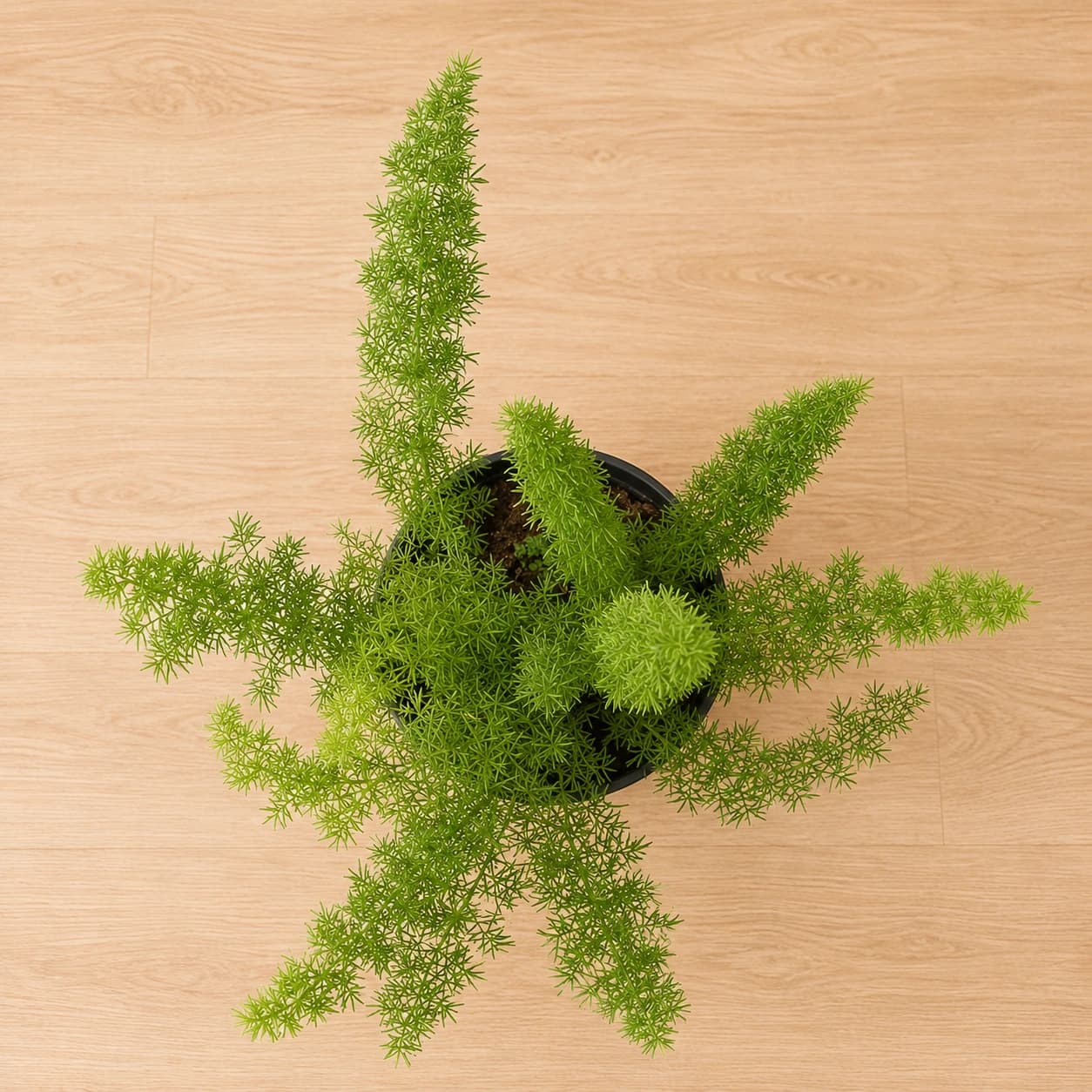 Asparagus Fern in Nursery Pot