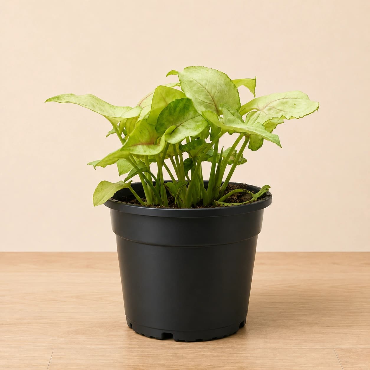 Light Green Syngonium in Nursery Pot