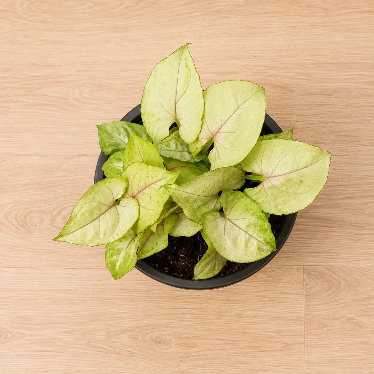 Light Green Syngonium in Nursery Pot