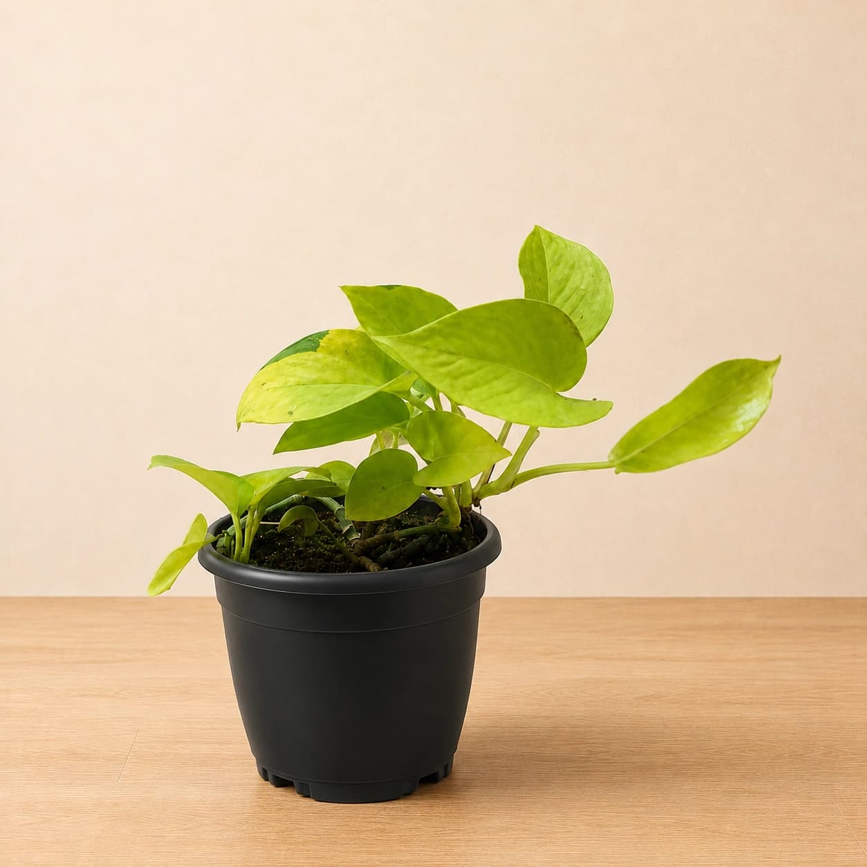Golden Money Plant in Nursery Pot