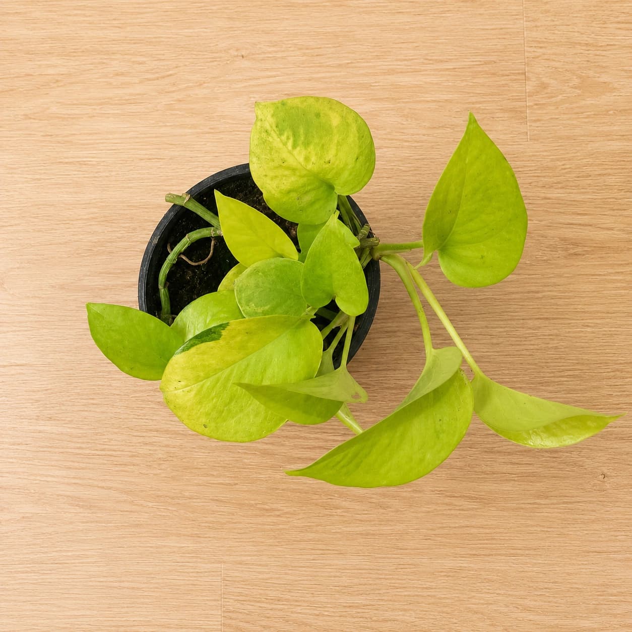 Golden Money Plant in Nursery Pot