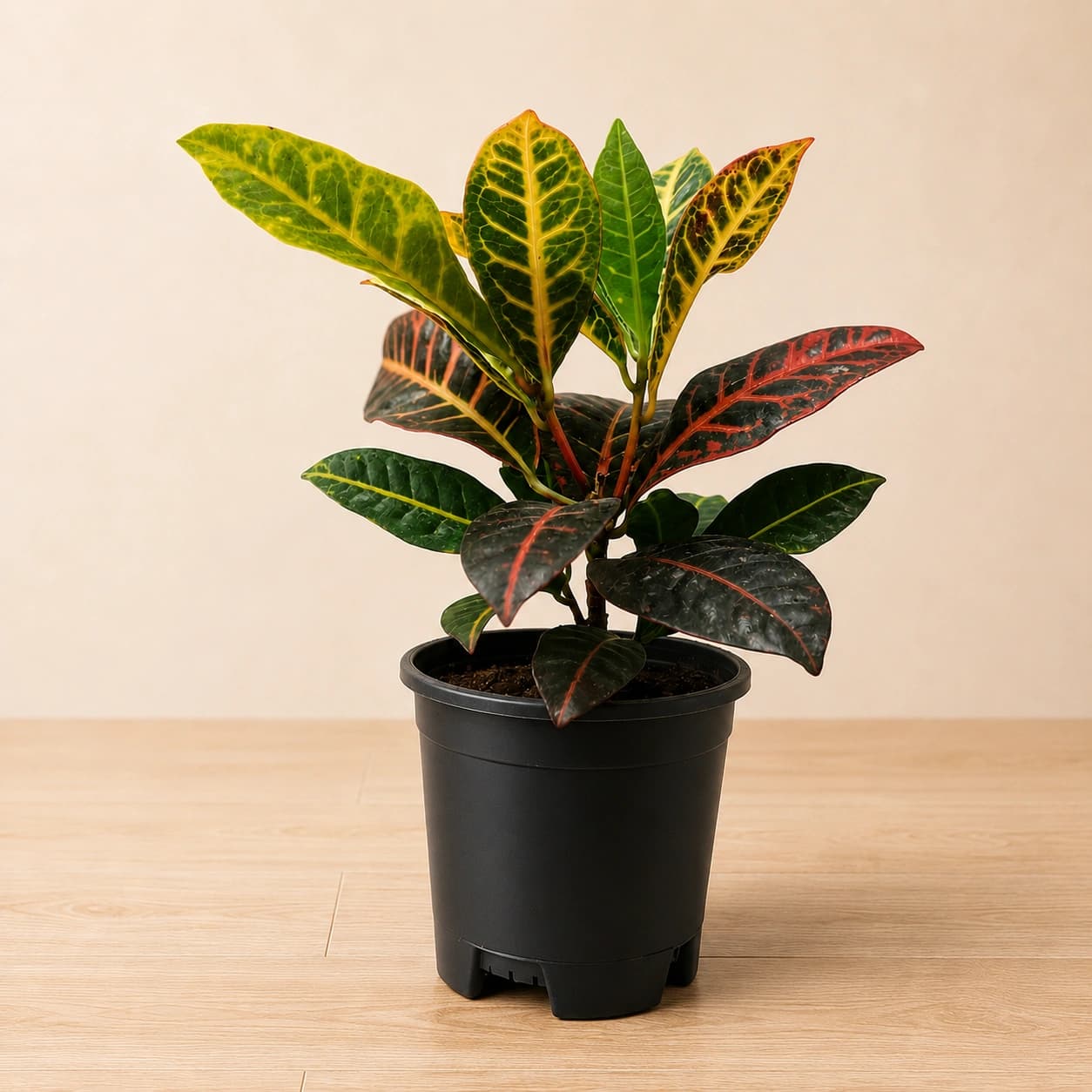 Croton Plant in Nursery Pot