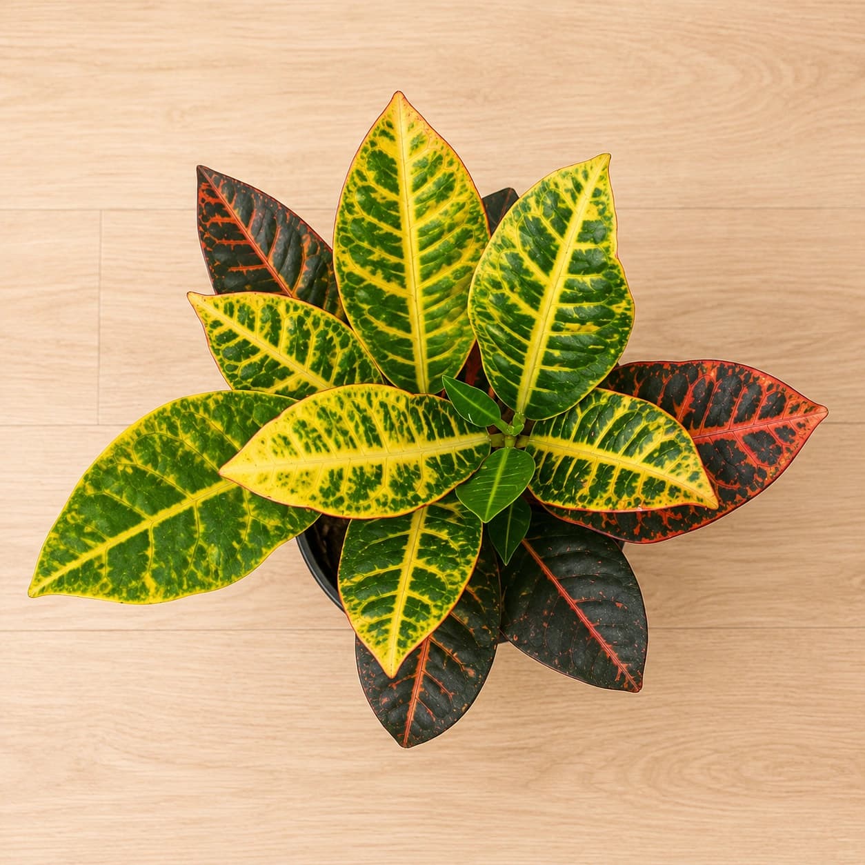 Croton Plant in Nursery Pot