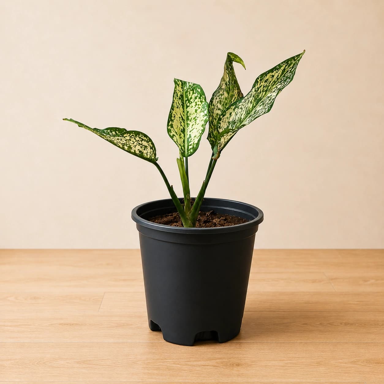 Aglaonema Plant in Nursery Pot