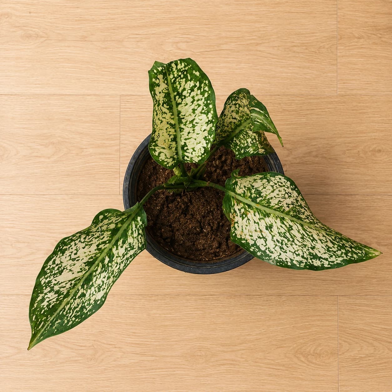 Aglaonema Plant in Nursery Pot